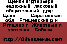  Щенки ягдтерьера - надежный, ласковый, общительный  друг  › Цена ­ 999 - Саратовская обл., Ртищевский р-н, Ртищево г. Животные и растения » Собаки   